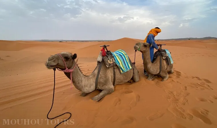 Camel Tours of Morocco
